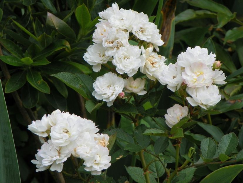 7 iul (116) - Trandafiri 2018 ii