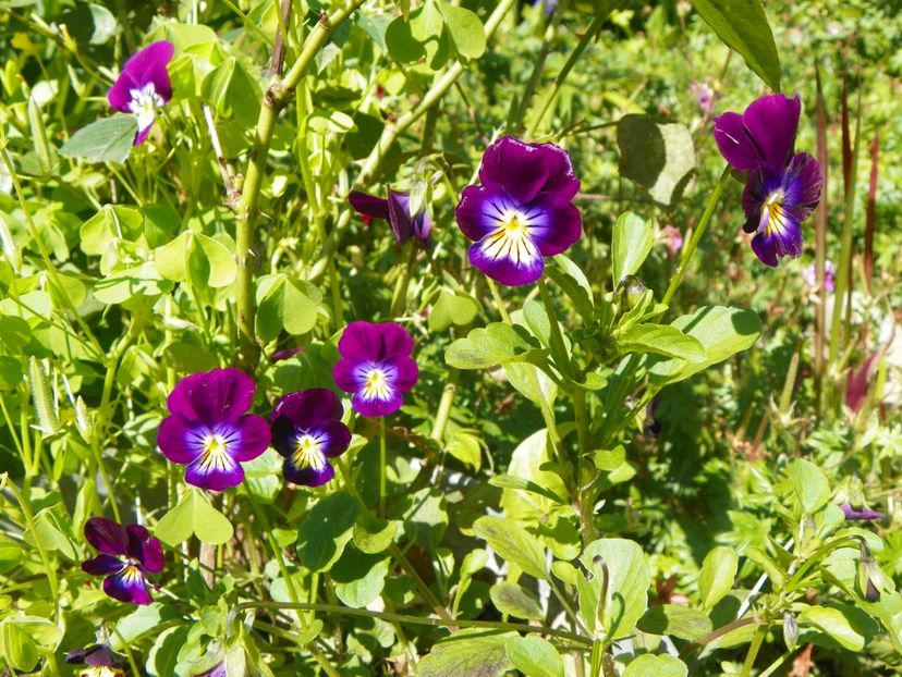 7 iul (5) - Vara 2018