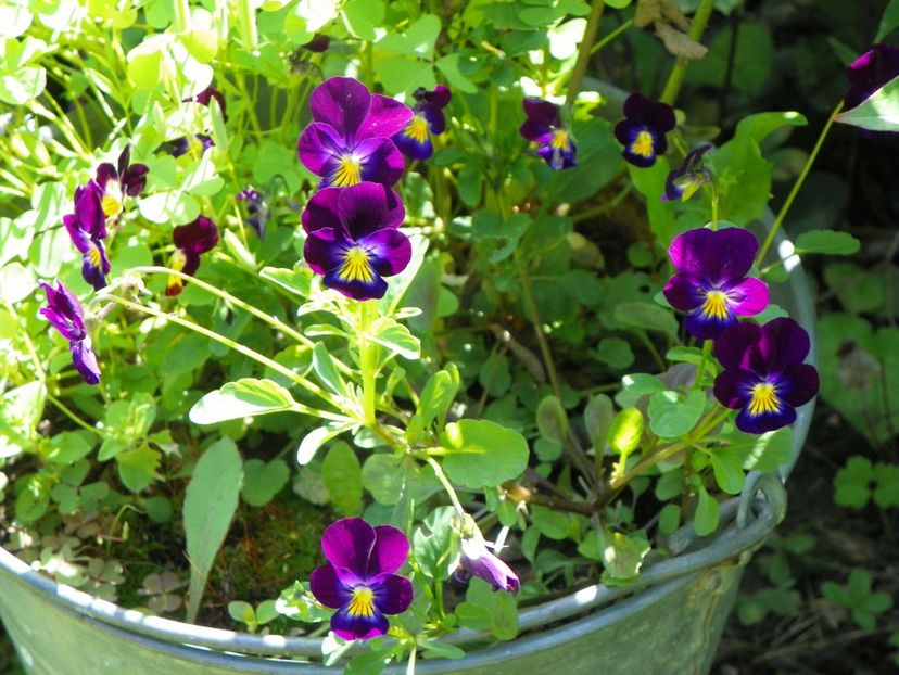 7 iul (62) - Vara 2018