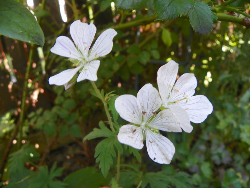 13 iul (69) - Geranium 2018