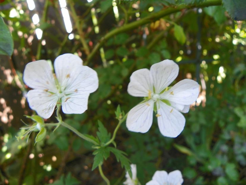 13 iul (70) - Geranium 2018