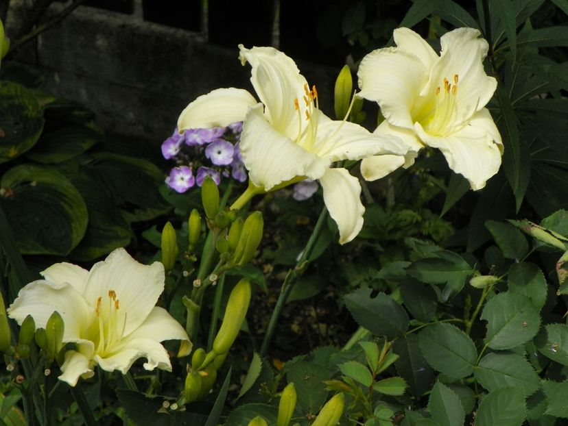 13 iul (4) - Hemerocallis 2018