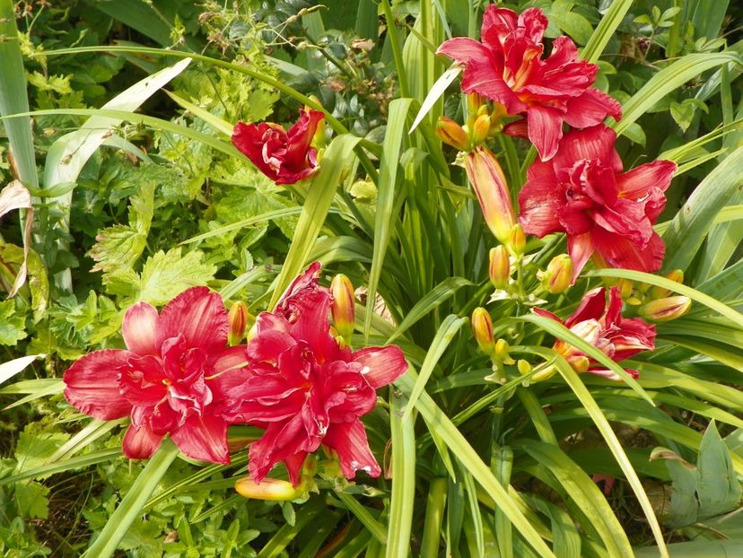 13 iul (7) - Hemerocallis 2018