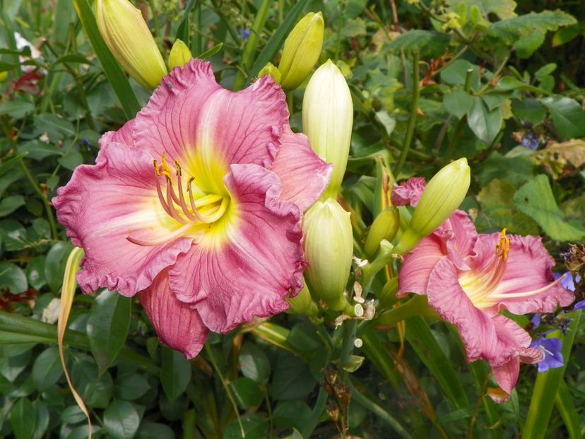 13 iul (9) - Hemerocallis 2018