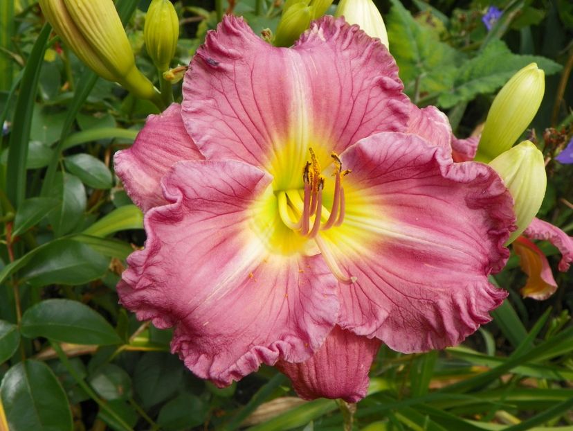 13 iul (10) - Hemerocallis 2018