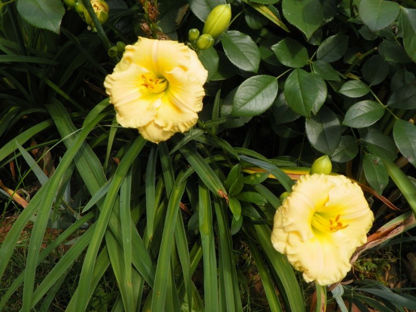 13 iul (11) - Hemerocallis 2018