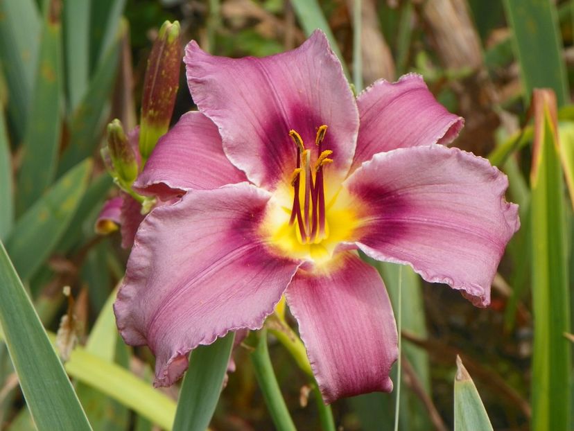 13 iul (12) - Hemerocallis 2018