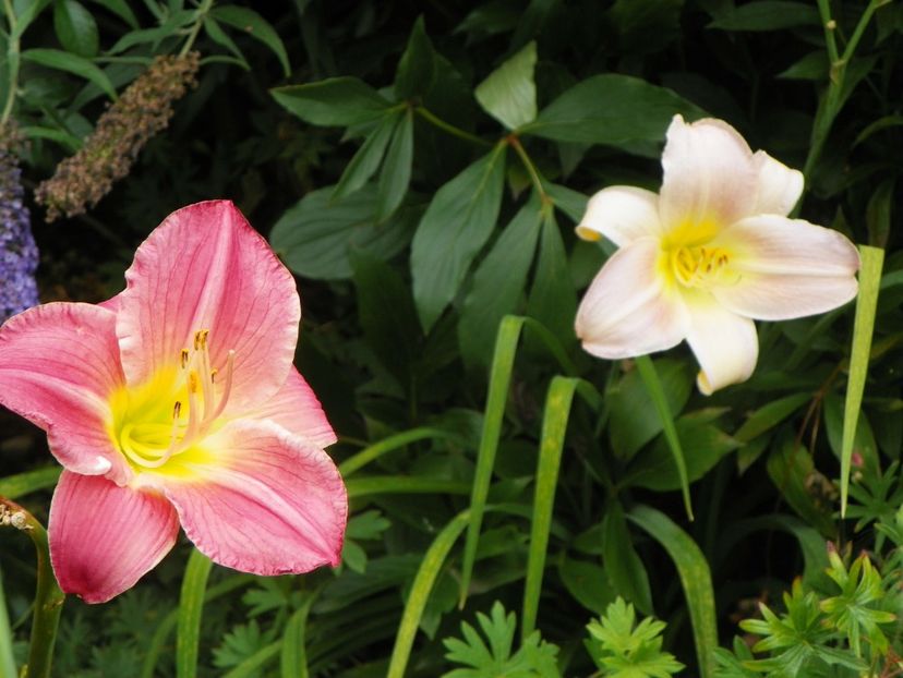 13 iul (14) - Hemerocallis 2018