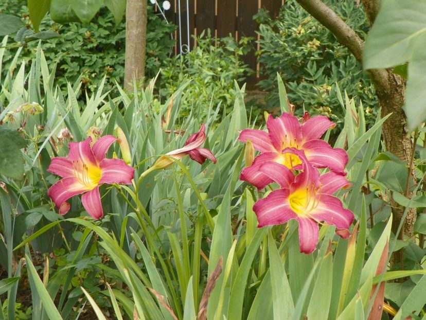 13 iul (17) - Hemerocallis 2018