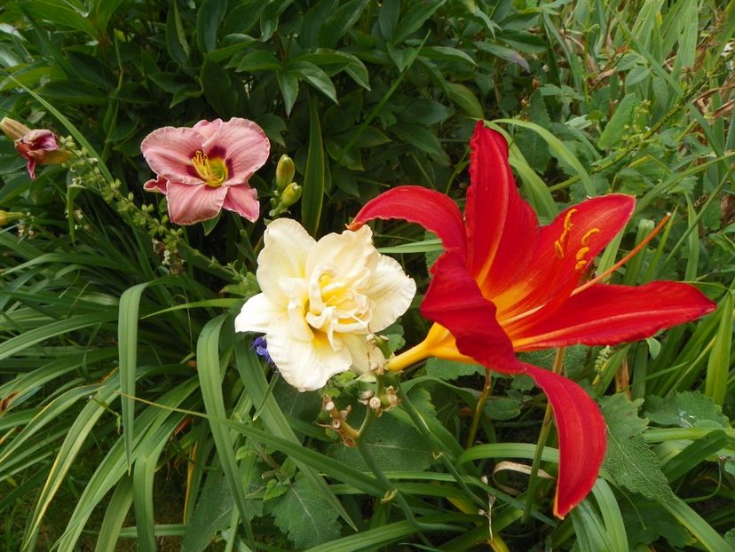 13 iul (20) - Hemerocallis 2018