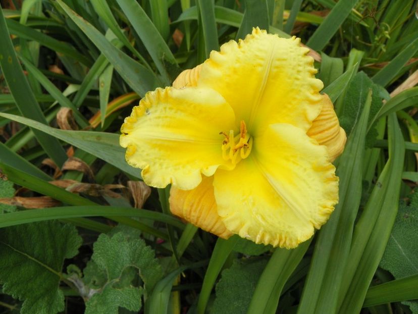 13 iul (21) - Hemerocallis 2018