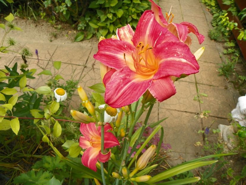13 iul (23) - Hemerocallis 2018
