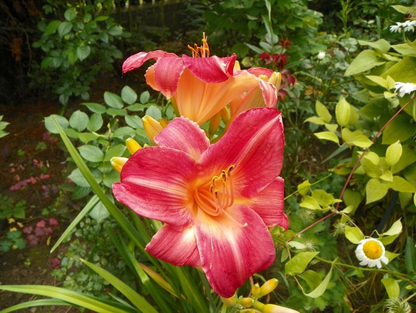 13 iul (24) - Hemerocallis 2018