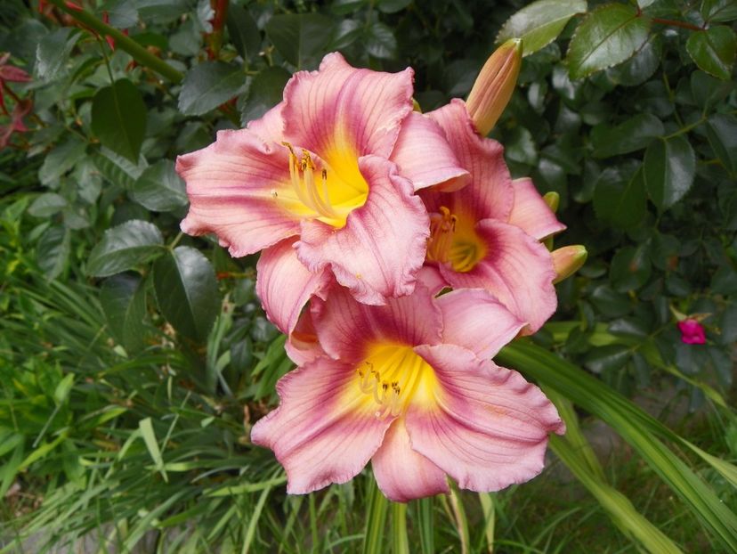 13 iul (32) - Hemerocallis 2018