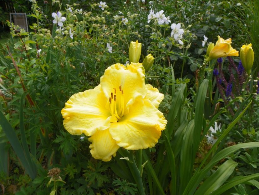 13 iul (33) - Hemerocallis 2018