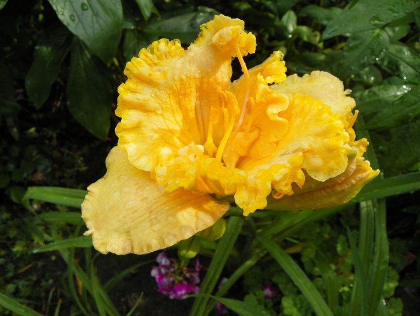 13 iul (40) - Hemerocallis 2018