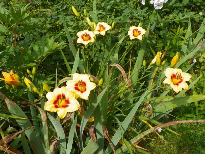 13 iul (41) - Hemerocallis 2018