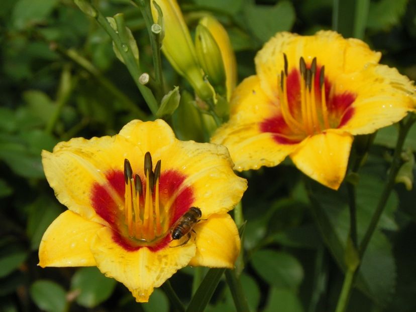 13 iul (42) - Hemerocallis 2018