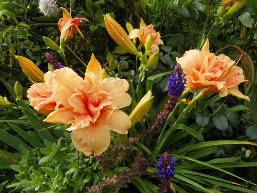 13 iul (44) - Hemerocallis 2018