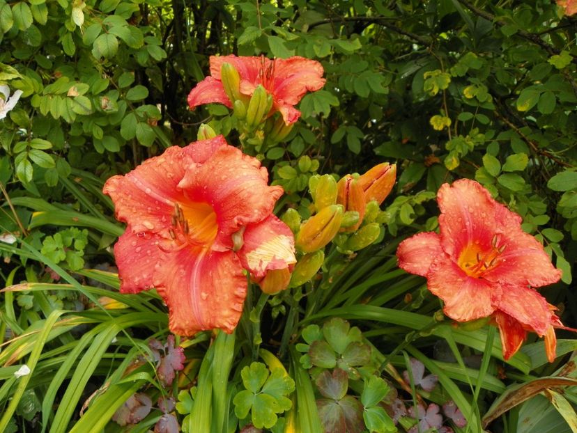 13 iul (45) - Hemerocallis 2018