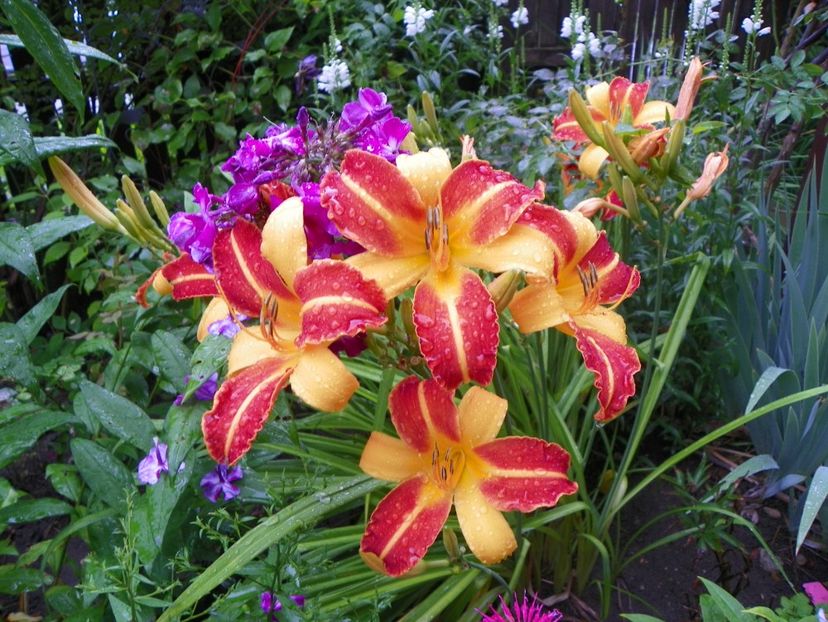 13 iul (50) - Hemerocallis 2018