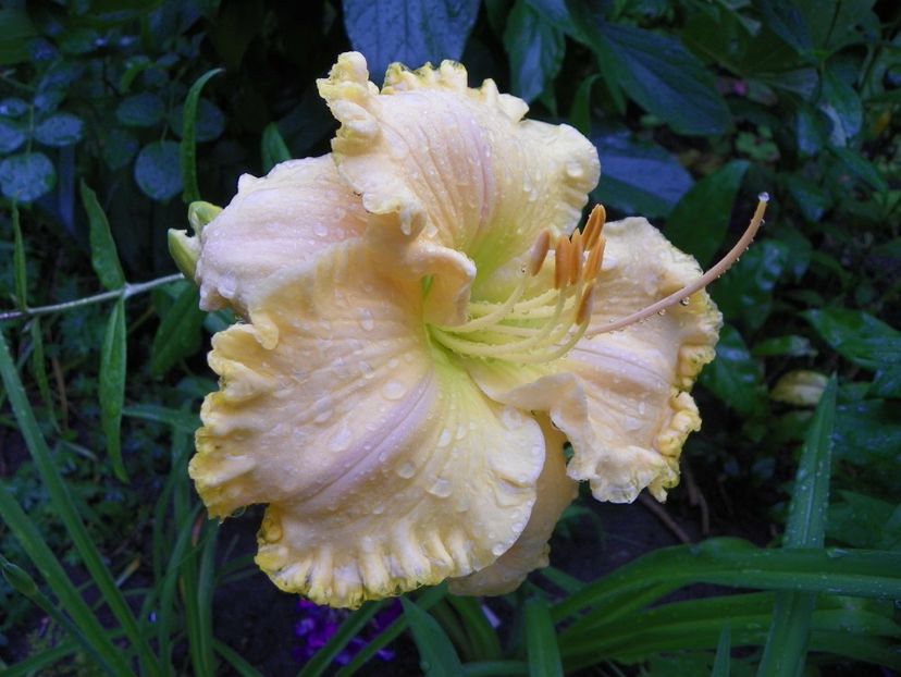 13 iul (51) - Hemerocallis 2018