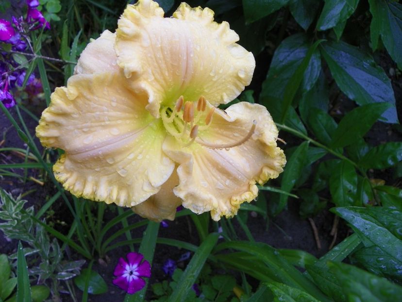 13 iul (52) - Hemerocallis 2018