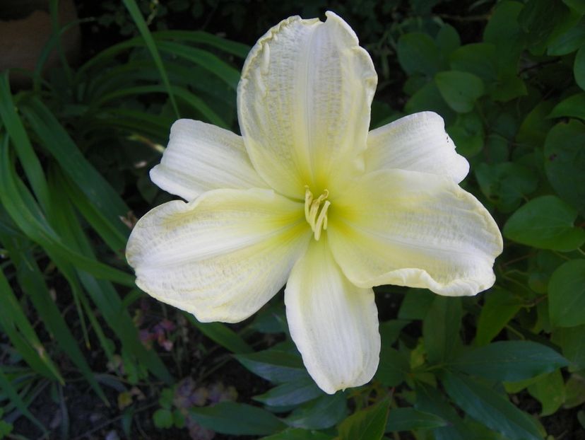 13 iul (54) - Hemerocallis 2018