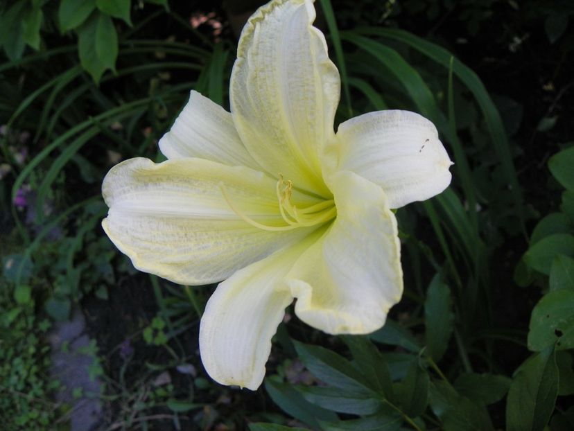 13 iul (55) - Hemerocallis 2018