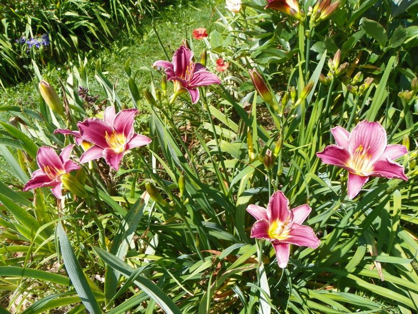 13 iul (56) - Hemerocallis 2018