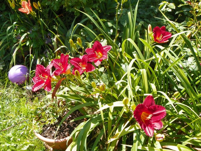 13 iul (57) - Hemerocallis 2018