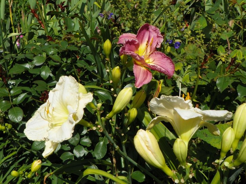 13 iul (58) - Hemerocallis 2018