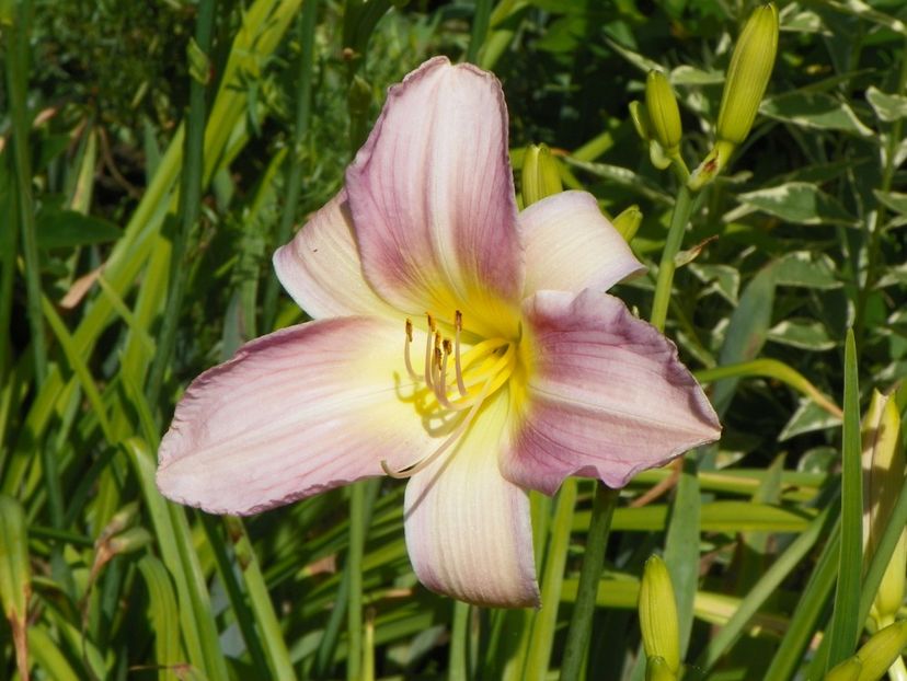 13 iul (59) - Hemerocallis 2018