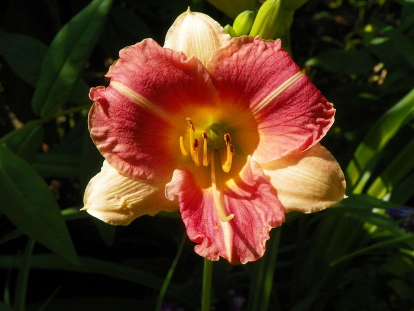13 iul (63) - Hemerocallis 2018