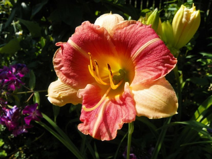 13 iul (64) - Hemerocallis 2018
