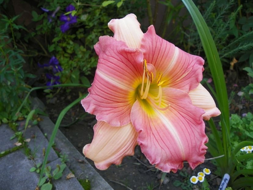 13 iul (65) - Hemerocallis 2018
