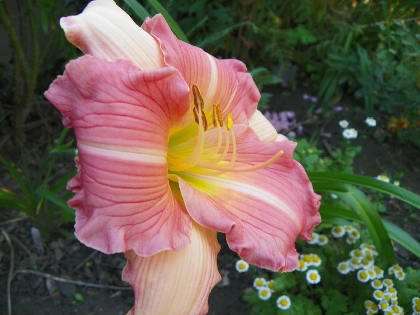 13 iul (66) - Hemerocallis 2018