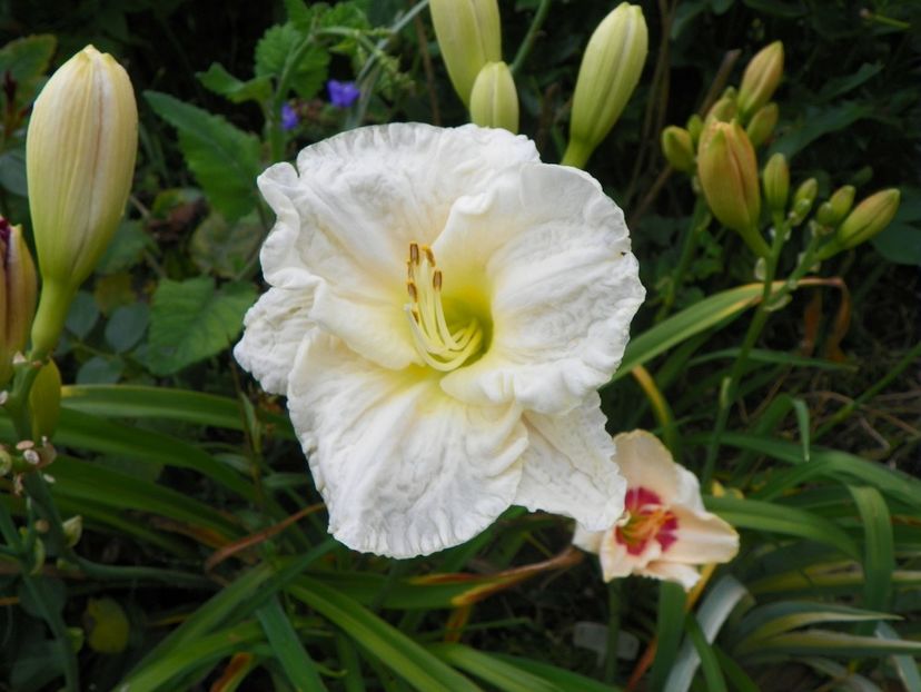 13 iul (75) - Hemerocallis 2018