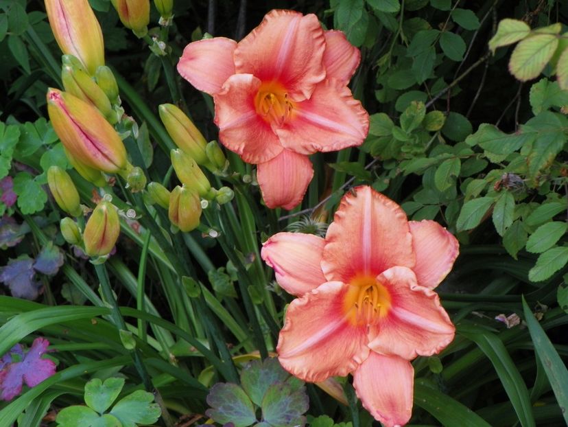 13 iul (76) - Hemerocallis 2018