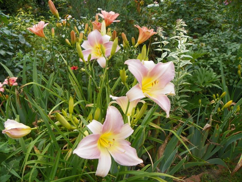 13 iul (78) - Hemerocallis 2018