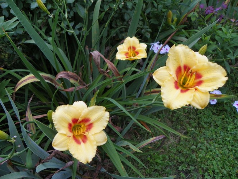 13 iul (79) - Hemerocallis 2018