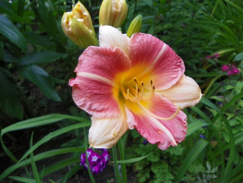 13 iul (80) - Hemerocallis 2018