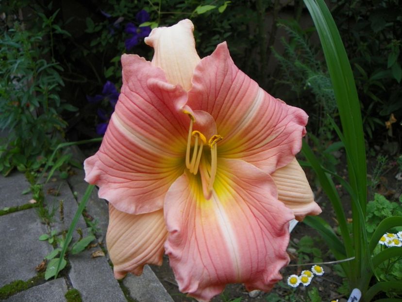 13 iul (81) - Hemerocallis 2018