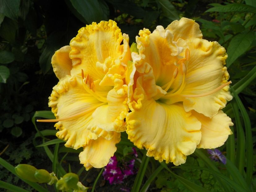13 iul (83) - Hemerocallis 2018