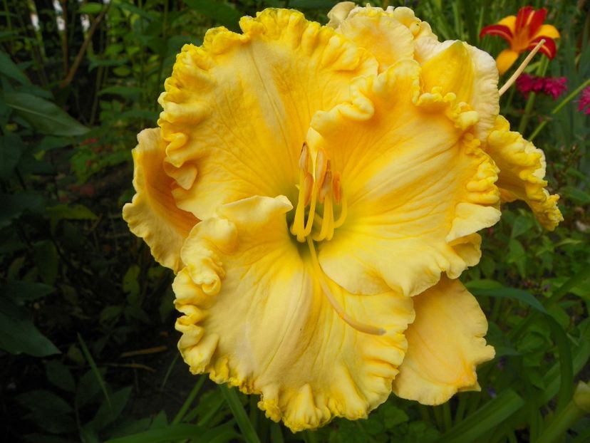 13 iul (84) - Hemerocallis 2018