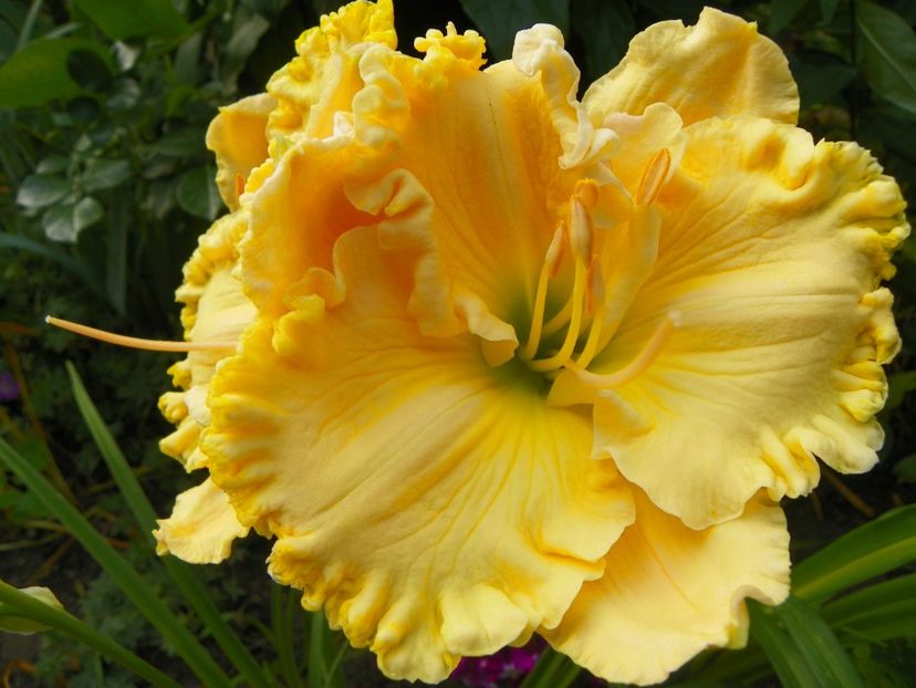 13 iul (85) - Hemerocallis 2018