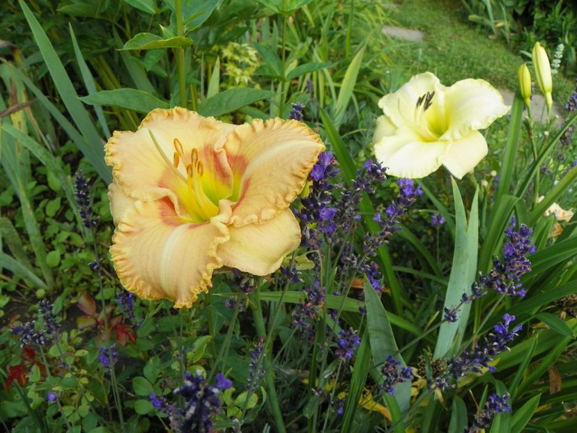 13 iul (87) - Hemerocallis 2018