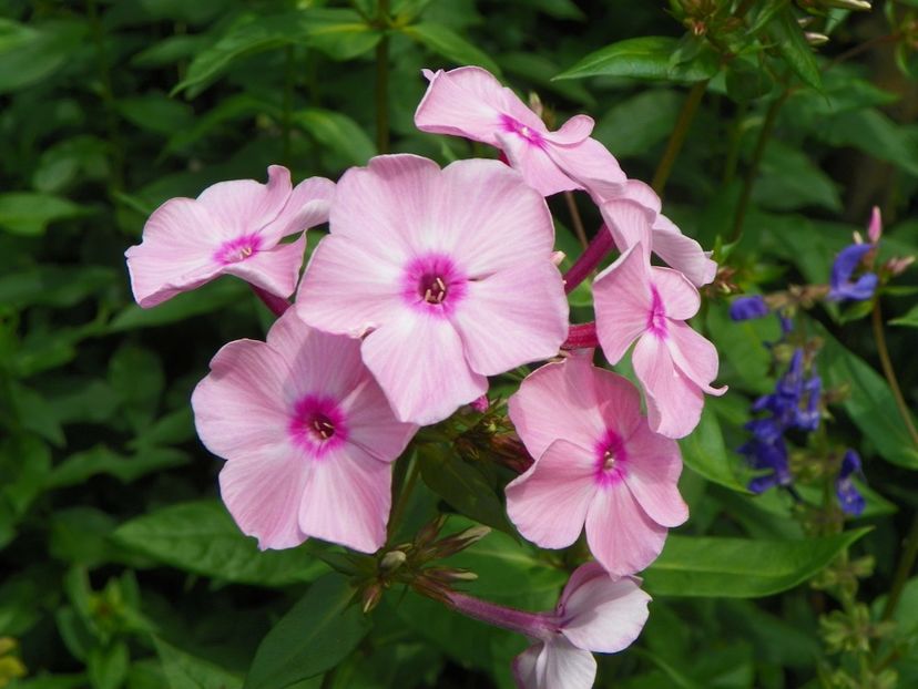 13 iul (1) - Phlox 2018