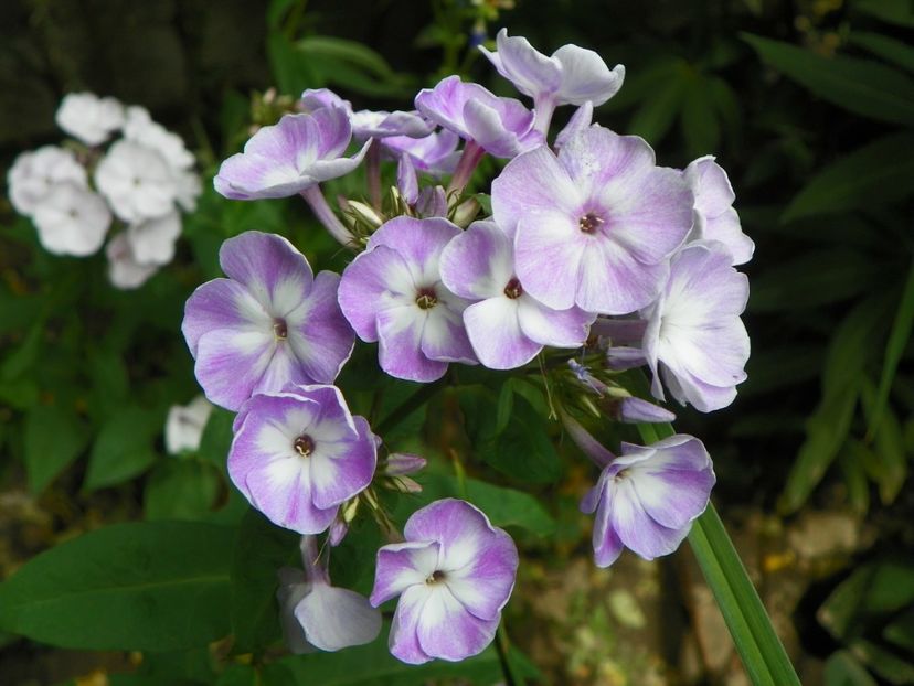 13 iul (2) - Phlox 2018