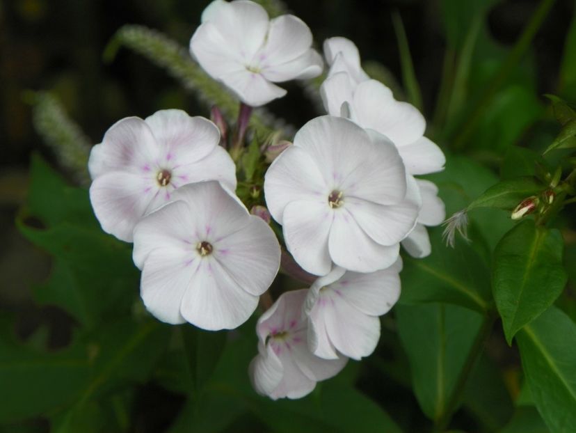 13 iul (3) - Phlox 2018